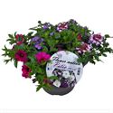 Afbeelding van TP26 Mix 10